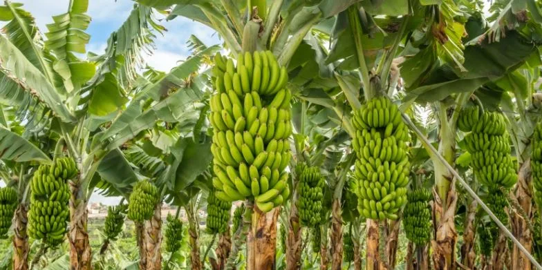ECUADOR: AEBE presenta resultados del proyecto SafeBanana para combatir amenazas fitosanitarias en El Oro