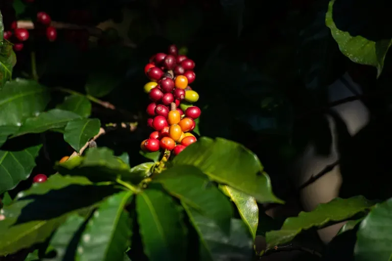 ECUADOR: Tres fincas cafetaleras de Galápagos avanzan hacia Denominación de Origen