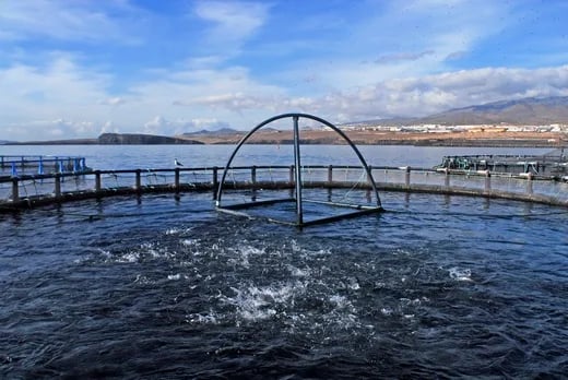 ESPAÑA: La ULPGC celebra el día mundial de la acuicultura con una jornada de sensibilización