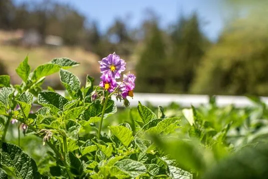 ECUADOR: Se lanza nueva variedad de papa resistente a la lancha y de alto rendimiento