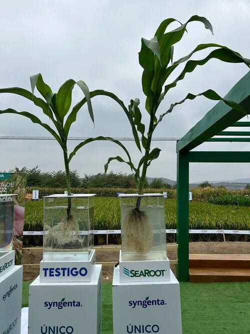 Las Algas como bioestimulantes, una alternativa prometedora para Ecuador