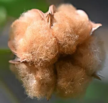 Investigadores exploran el potencial del algodón de color natural como alternativa ecológica y resistente al fuego