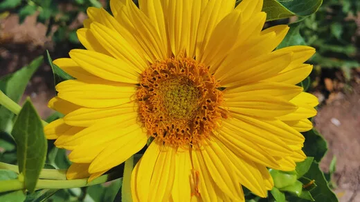ARGENTINA: Estudian el potencial del girasol perenne como alternativa forrajera