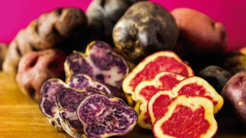 PERÚ: Cooperativas agrarias cierran venta de 600 toneladas de papas nativas