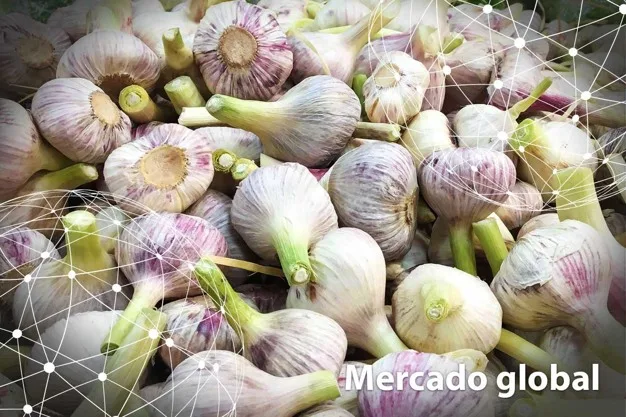 ESTADISTICAS: Resumen del mercado global del ajo