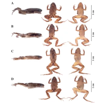 Científicos Descubren Nuevas Especies de Ranas en los Andes Ecuatorianos