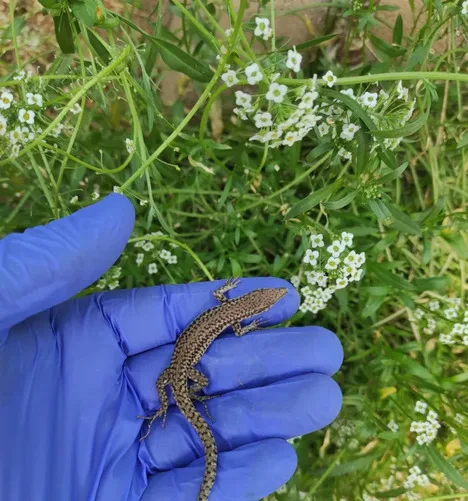 ESPAÑA: Estudian el uso de reptiles en invernaderos para el control biológico de plagas