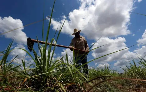 La FAO destina 9,3 millones de dólares en Cuba para incrementar la producción de alimentos