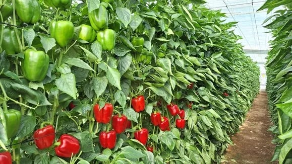 Sakata refuerza su presencia en Sudamérica con la apertura de su nueva subsidiaria en Colombia