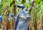 ECUADOR: El INIAP Impulsa el Uso de Trichoderma para mejorar la productividad y sostenibilidad del banano