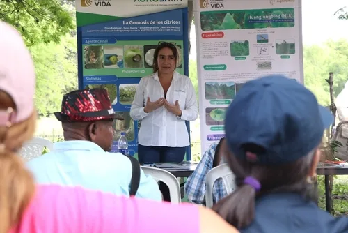 Científicas se unen para combatir la devastadora Enfermedad (HLB) que afecta la citricultura Global