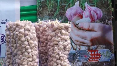 Perú fortalece su liderazgo en producción de ajo con nueva variedad