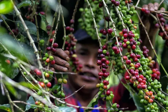 ECUADOR: Café orgánico de Paján llega a mercados internacionales