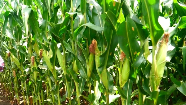 ECUADOR: Nuevo híbrido de maíz revoluciona la productividad agrícola en Loja