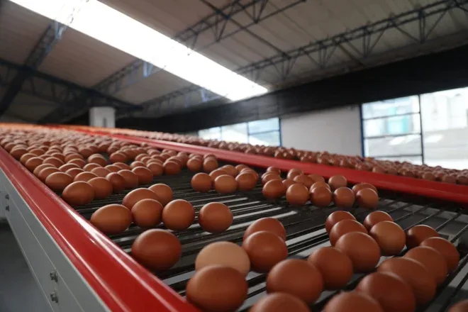 COLOMBIA: Así será el futuro de la avicultura en el país con los huevos sostenibles