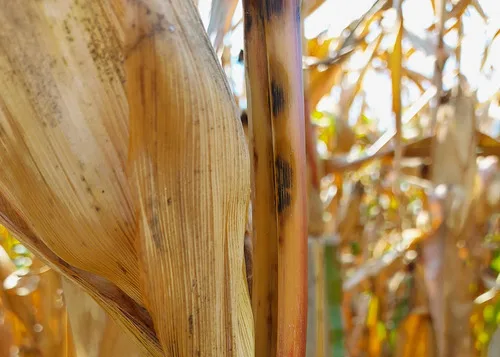 BRASIL: La antracnosis de maíz puede ser mesoamericana y difundirse con ayuda humana