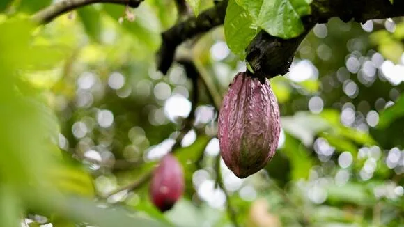 Nuevo sistema de trazabilidad de cacao en Ecuador cumple normativa europea