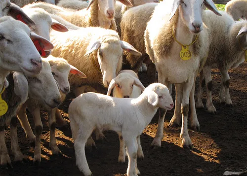 ESPAÑA: El Gobierno llama a la vacunación contra lengua azul aunque sea voluntaria