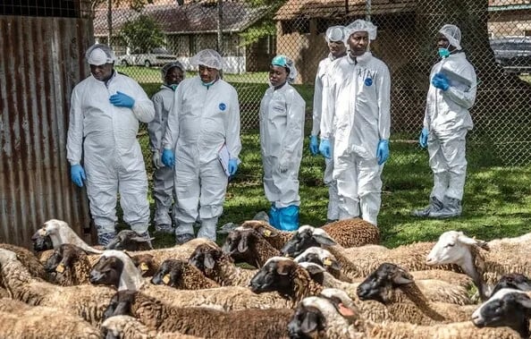 La FAO advierte que mejorar la productividad ganadera es clave para reducir el uso de antibióticos