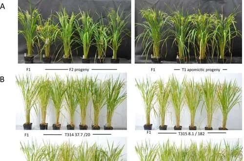 Un avance en el cultivo del arroz podría alimentar a miles de millones de personas