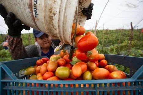 EEUU impondrá un arancel del 21 % a los tomates mexicanos desde julio