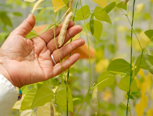 COLOMBIA: El fríjol “mágico” que resiste la sequía y mitigaría el hambre