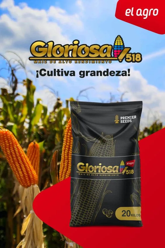 ECUADOR: Lanzan híbrido de maíz gloriosa, adaptado a climas y suelos ecuatorianos