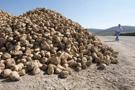 El cultivo de remolacha frena debido a la caída de los precios del azúcar y los bajos rendimientos