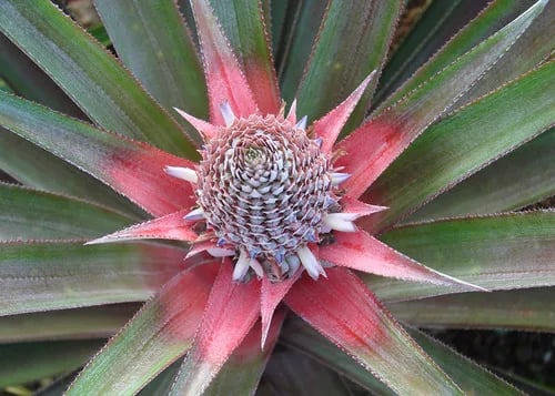 Brasil lanza primer Zoning de Riesgo Climático para el cultivo de piña, con respaldo de Embrapa