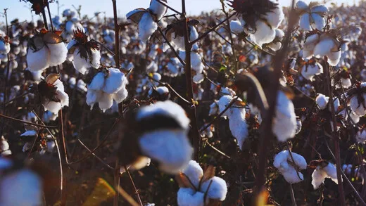 Presentan en Argentina una nueva variedad de algodón tolerante al estrés hídrico y herbicidas