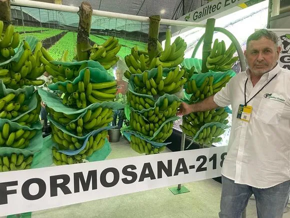 ECUADOR: Formosana 218 demuestra alta tolerancia al Fusarium en banano y avanza su validación en Ecuador