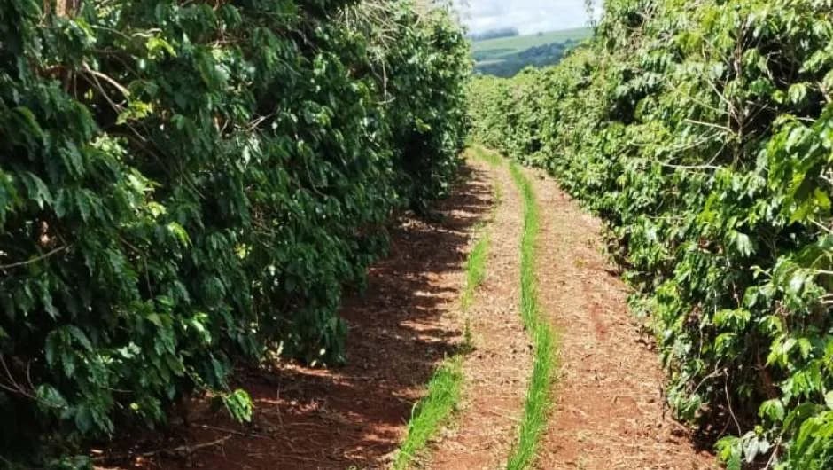 BRASIL: Asociación de café y arroz se despliega en el sur de Minas Gerais