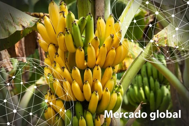 Resumen del mercado global del banano
