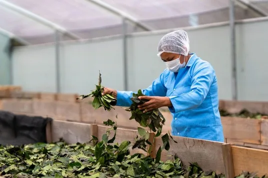 Ecuador oficializa subpartida arancelaria para la exportación de guayusa