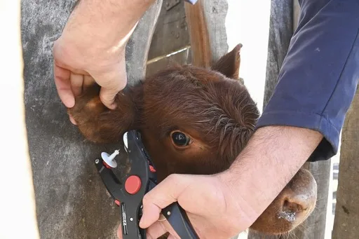 Argentina refuerza trazabilidad animal con nueva identificación electrónica obligatoria