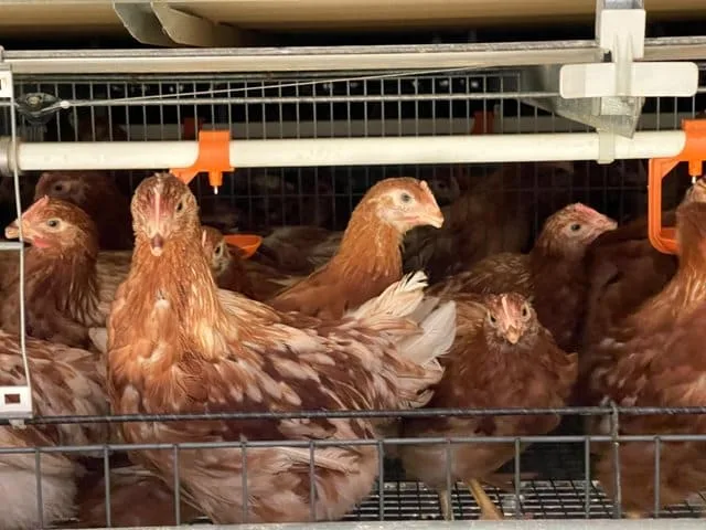 Granja avícola en Colombia recibe certificación por buenas prácticas de bienestar animal