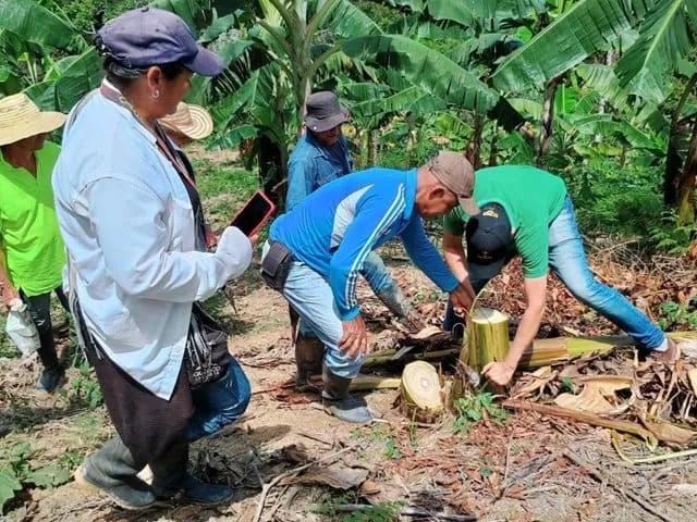 COLOMBIA: ICA refuerza vigilancia fitosanitaria para controlar el picudo del plátano