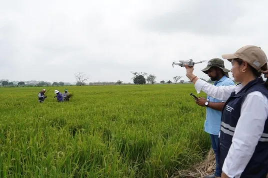 ECUADOR: Cultivos de arroz en Guayas y Los Ríos presentan afectaciones por malas prácticas agrícolas