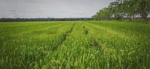 Elevar la productividad, esencial para construir sistemas agroalimentarios más resilientes en América Latina y el Caribe