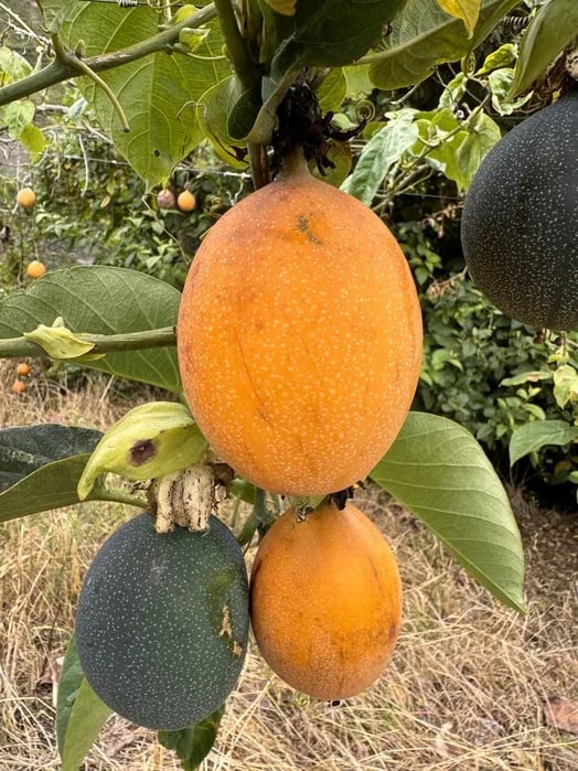 ECUADOR: Granadilla andina bajo la lupa científica