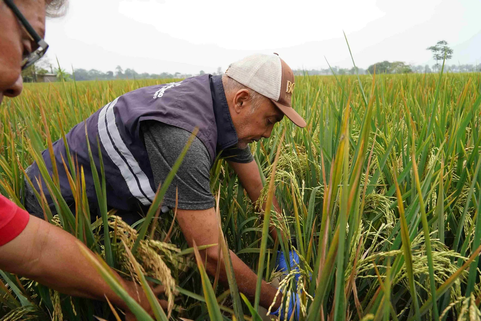 ECUADOR: Sogata pone en riesgo producción arrocera