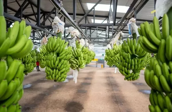 Exportadores de banano urgen acuerdo con Corea del Sur