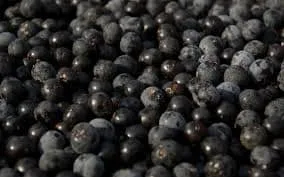 El asaí o açaí cosechado por los indígenas tacanas de Bolivia llega a Washington