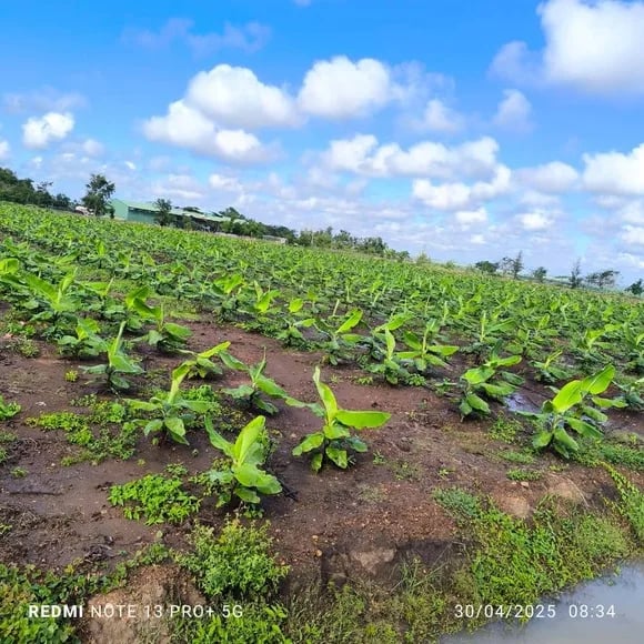 Ecuador frente al Fusarium: lecciones de Mozambique