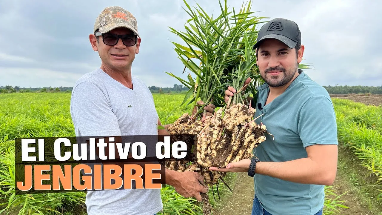 JENGIBRE alcanza 1 millón de reproducciones en YouTube