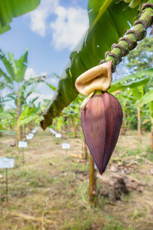 ECUADOR: Banco de Germoplasma del INIAP recibe reconocimiento global de la FAO