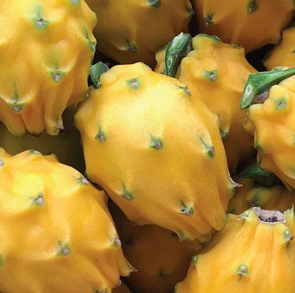 ECUADOR: La pitahaya amarilla gana terreno en zonas costeras del país