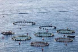 El sector acuícola español orgulloso de su trayectoria y de que se le considere referente en Europa y el mundo