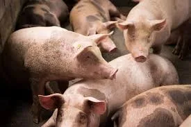 Ecuador refuerza controles en aeropuertos tras caso de peste porcina africana en Europa