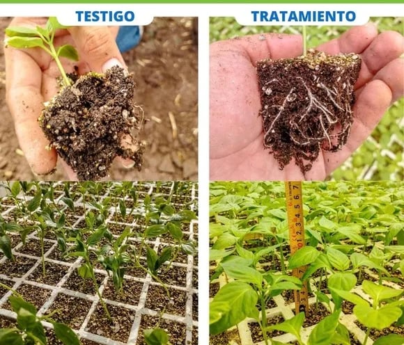 Tecnología mexicana de algas apunta a nuevos mercados